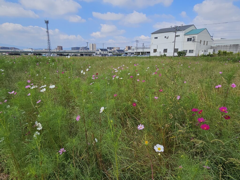 水城跡のコスモス