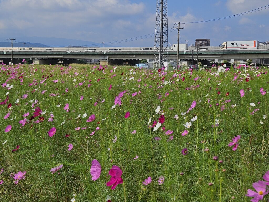 水城跡のコスモス