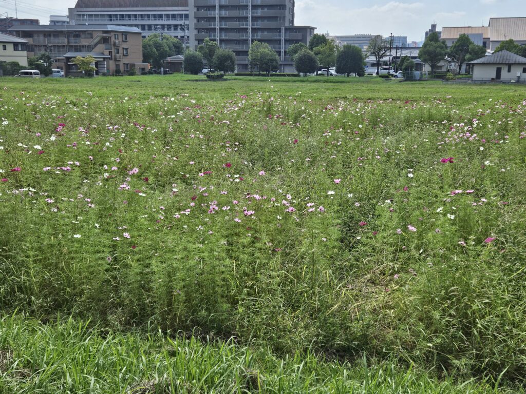 観世音寺のコスモス
