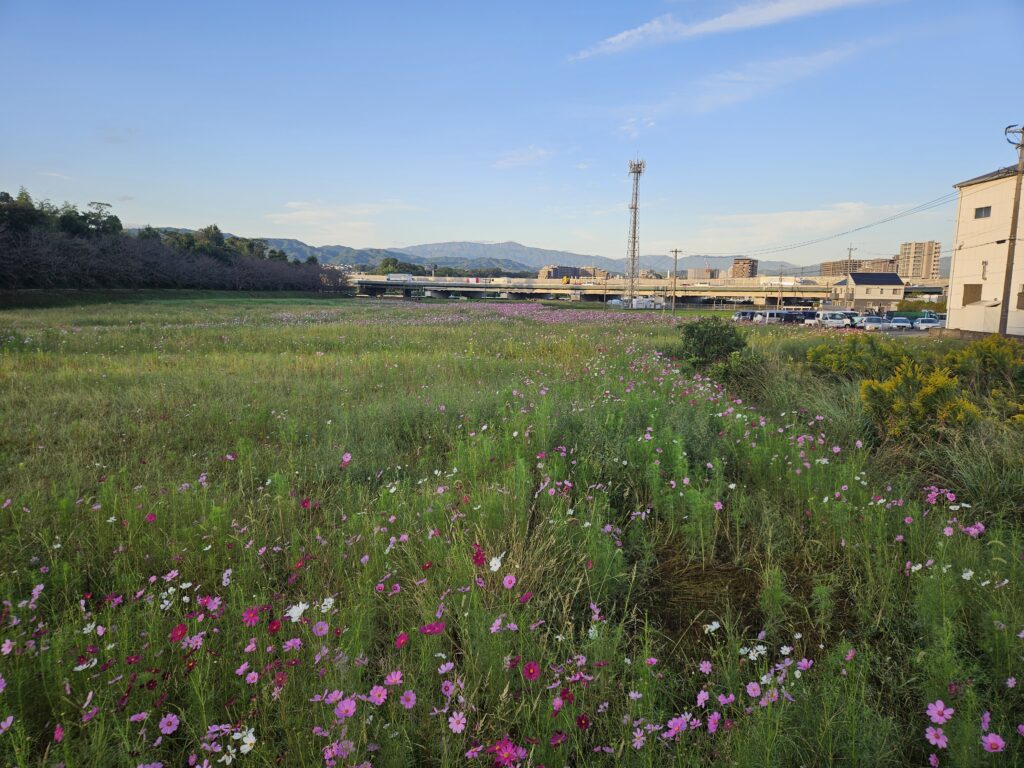 水城跡のコスモスの開花状況