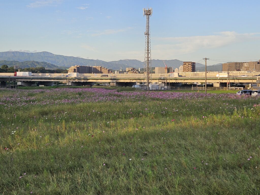 水城跡のコスモスの開花状況
