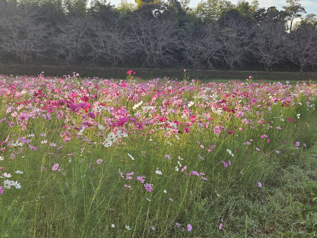 水城跡のコスモス