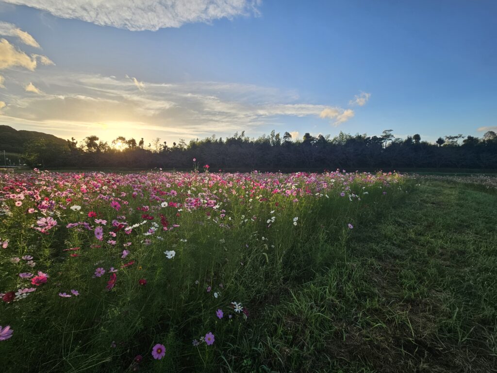 水城跡のコスモス