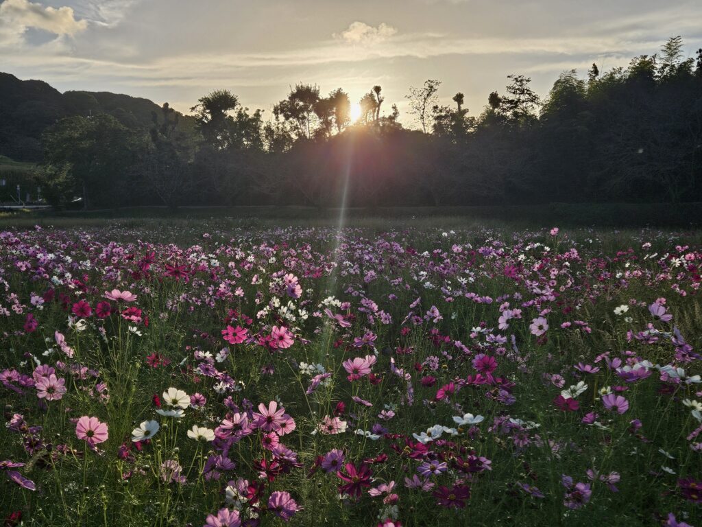 水城跡のコスモス
