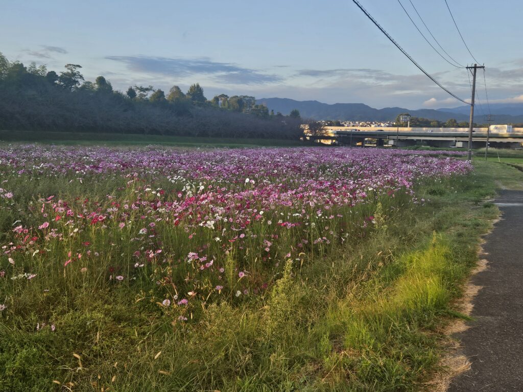 太宰府の水城跡のコスモス