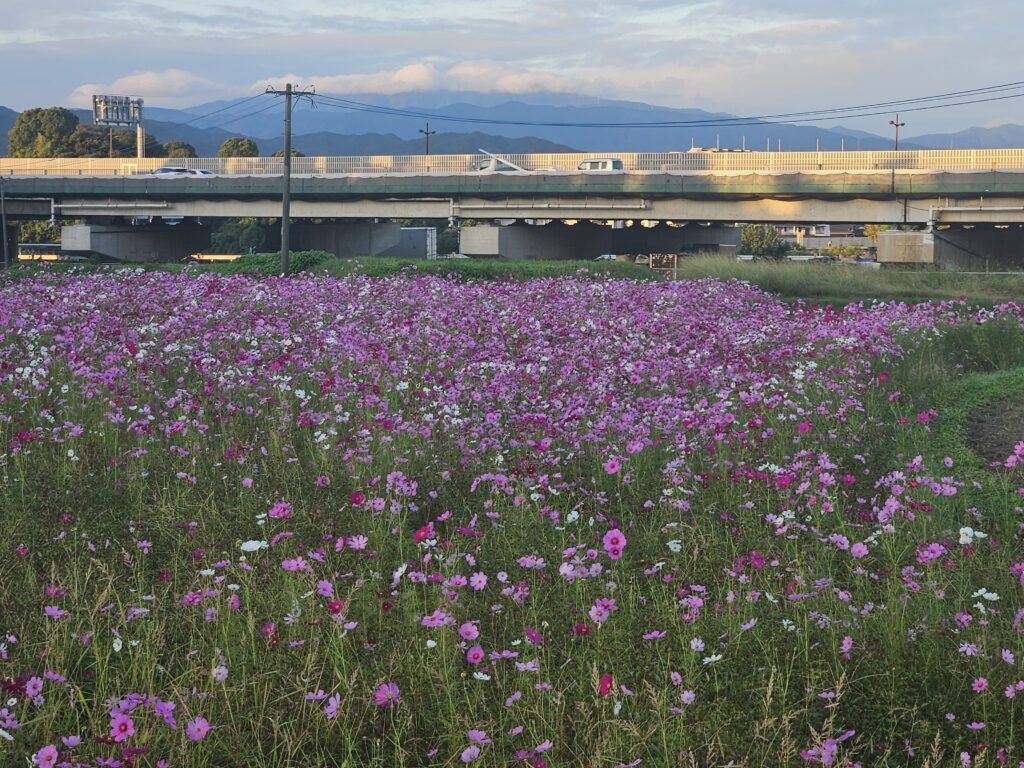 太宰府の水城跡のコスモス