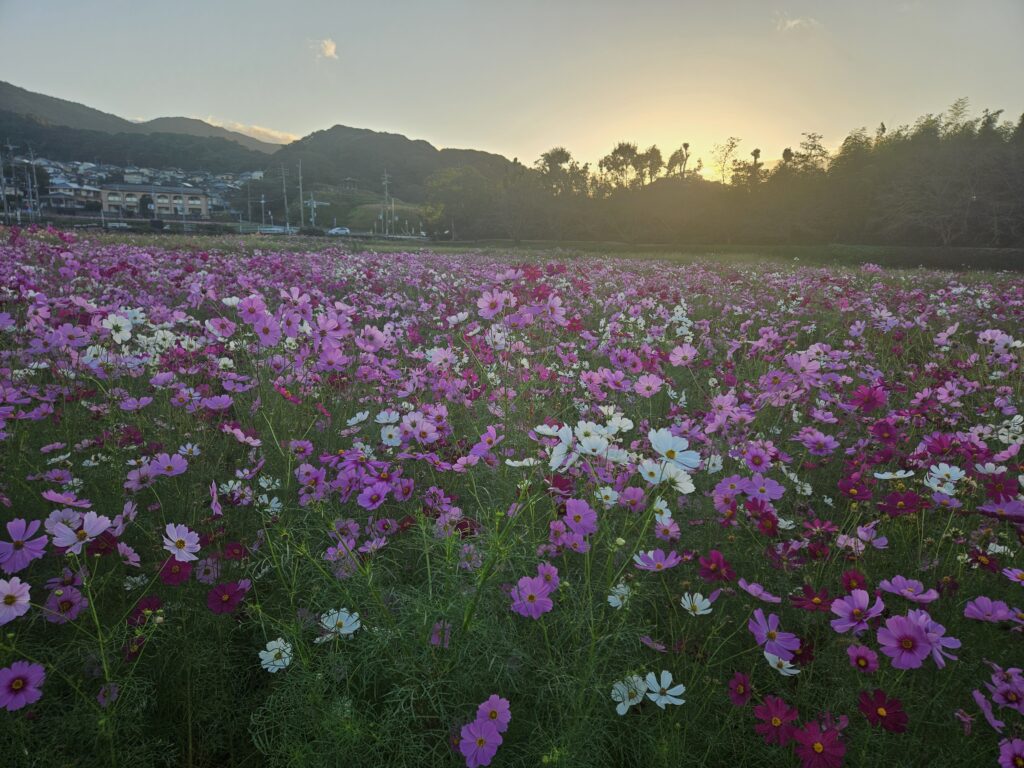 太宰府の水城跡のコスモス