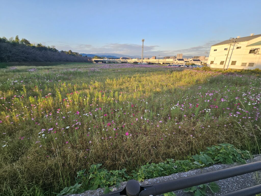 太宰府の水城跡のコスモス