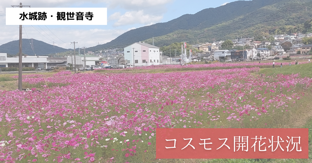 太宰府のコスモス