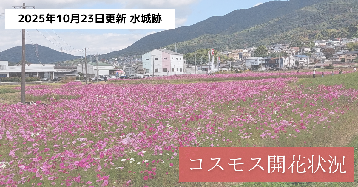 太宰府の水城跡のコスモス