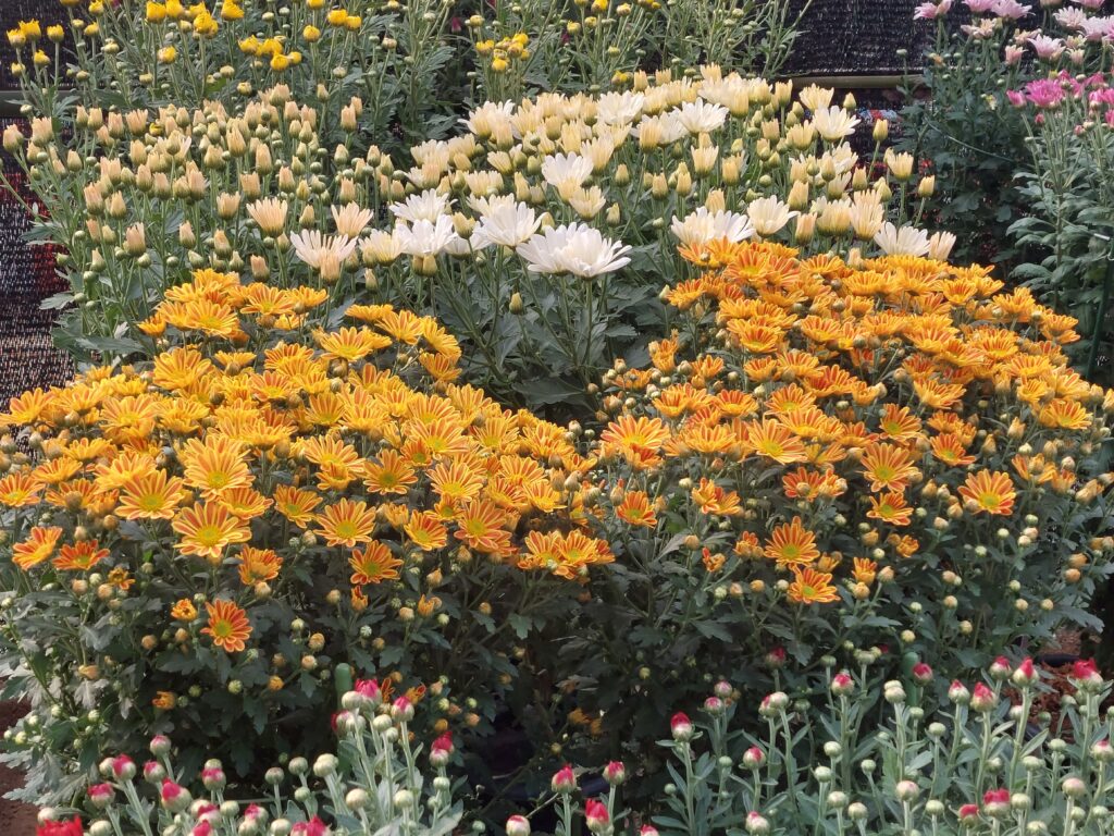 太宰府天満宮の菊花展の様子③