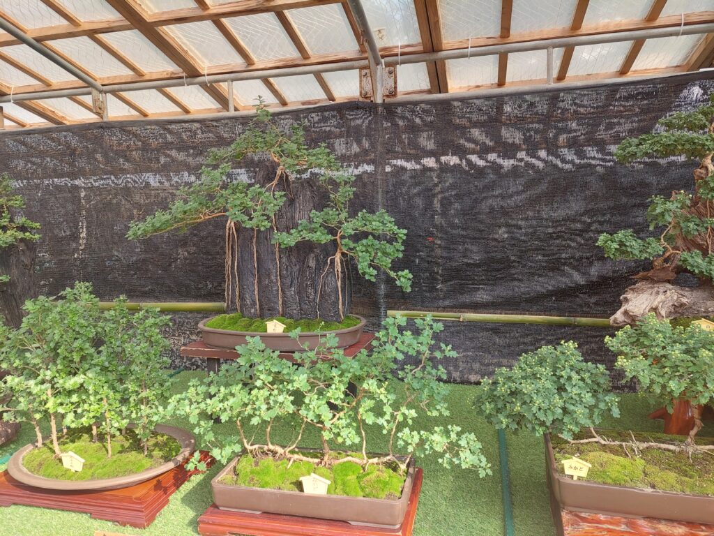 太宰府天満宮の菊花展の盆栽