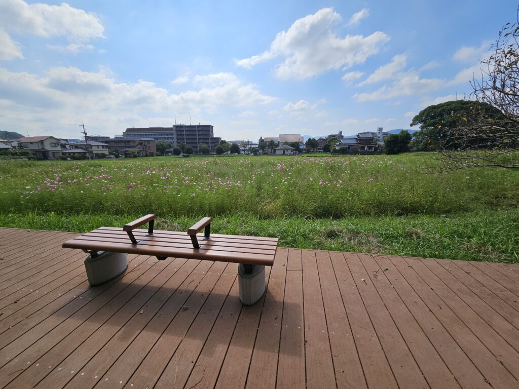 観世音寺のコスモス