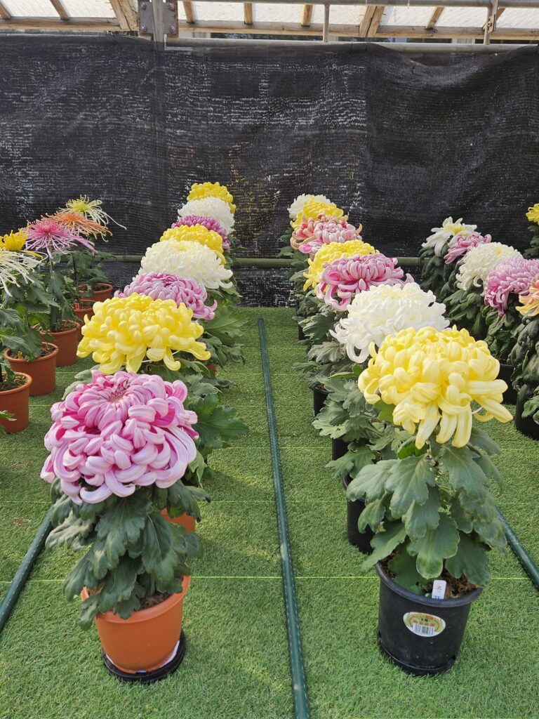 太宰府天満宮の菊花展の菊