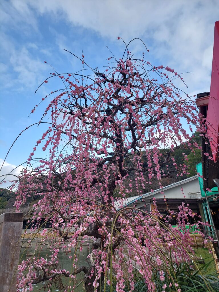 太宰府天満宮のしだれ梅