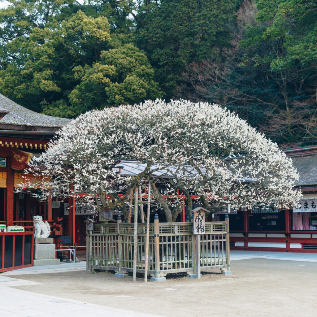 太宰府天満宮の飛梅