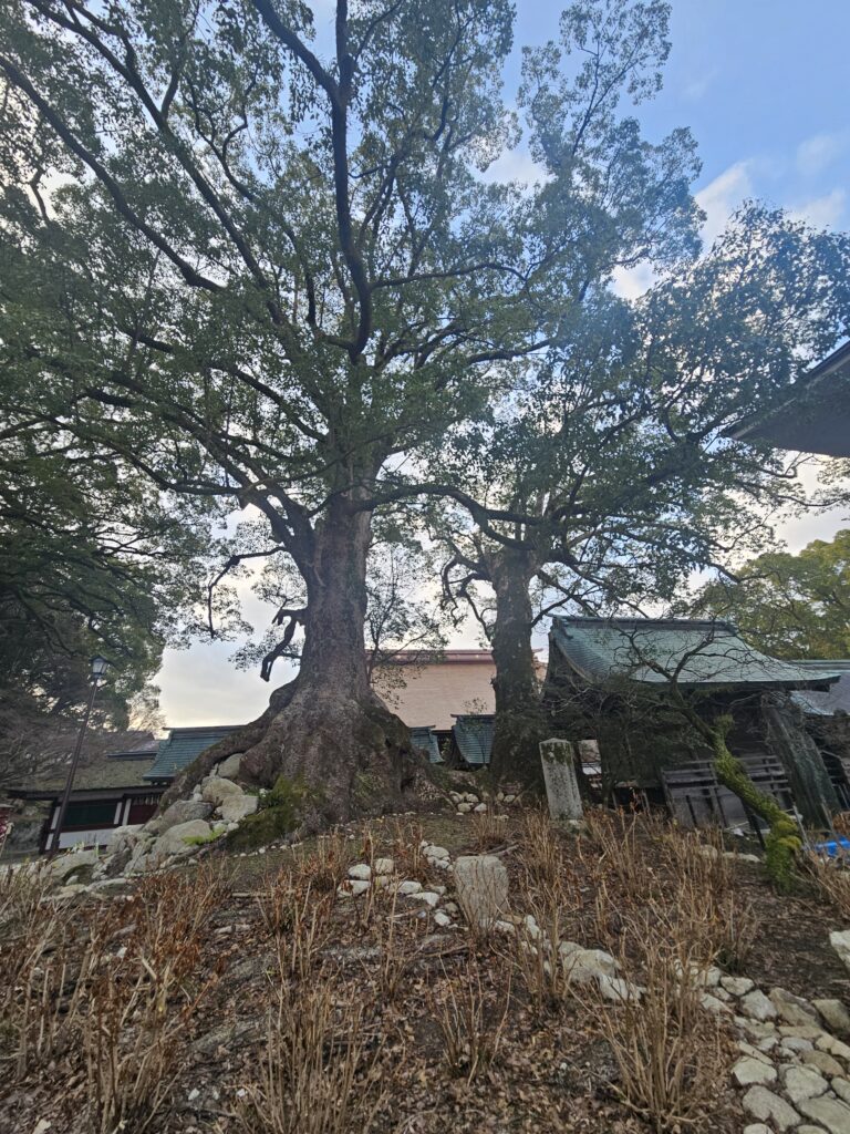 太宰府天満宮の夫婦樟