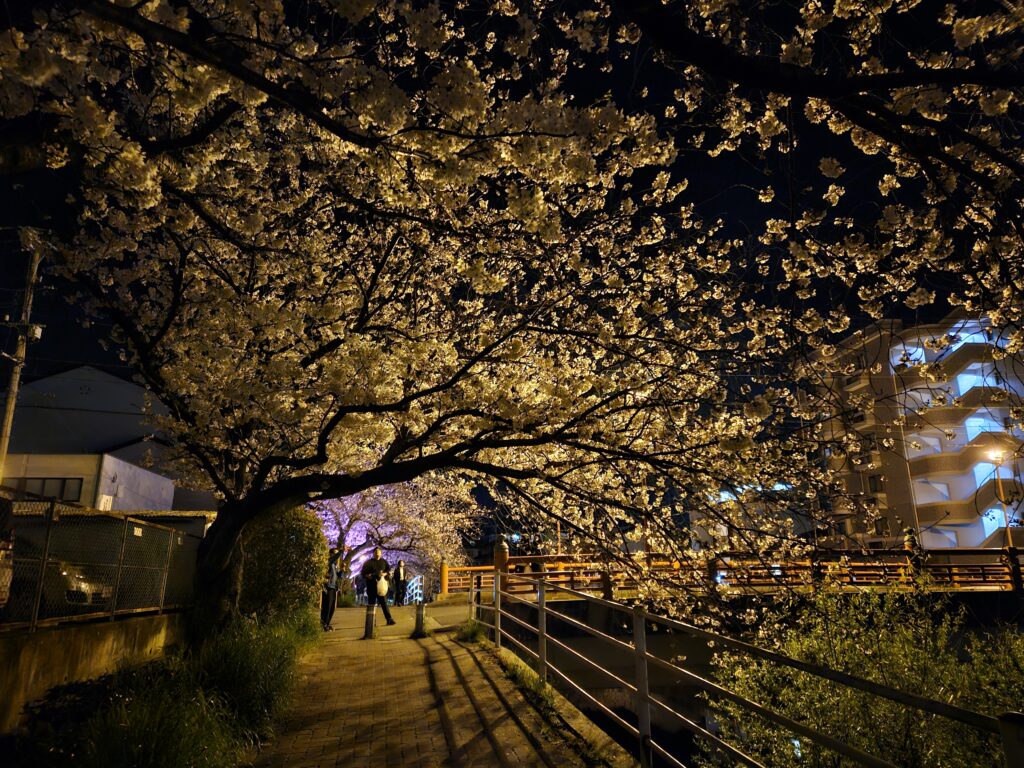 御笠川のライトアップの様子