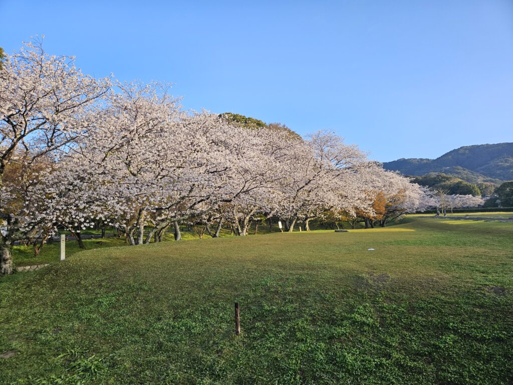 太宰府政庁跡の桜①