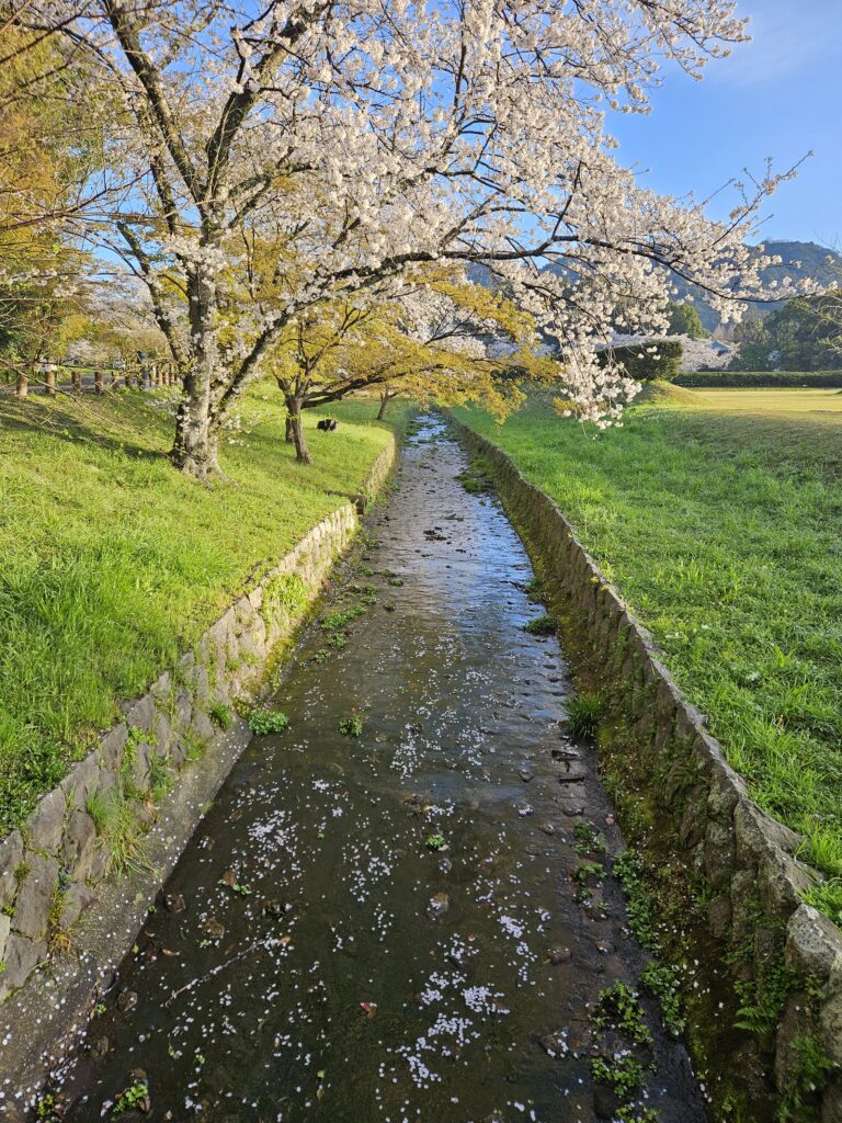 太宰府政庁跡の桜②