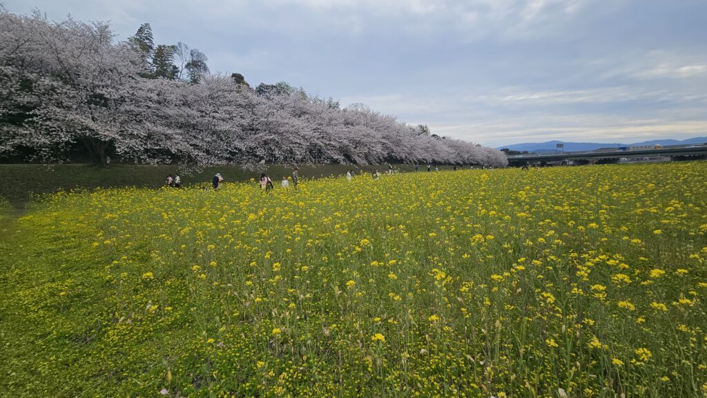 水城跡の桜と菜の花