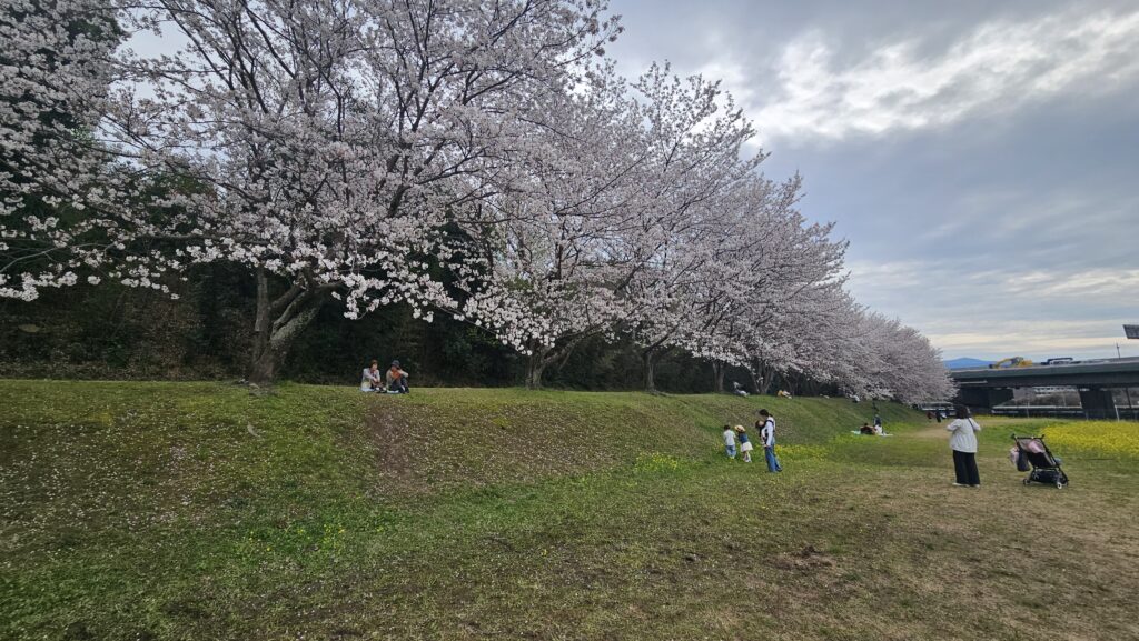 水城跡の桜