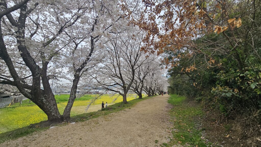 水城跡の桜並木