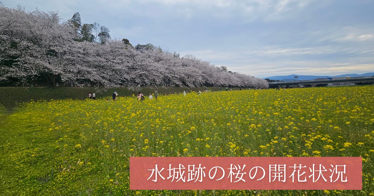水城跡の桜