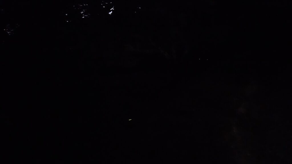 2026年5月25日、大宰府政庁跡のホタルの遠景写真。露光時間を長くしたが、うっすらと光の帯が映っている程度。