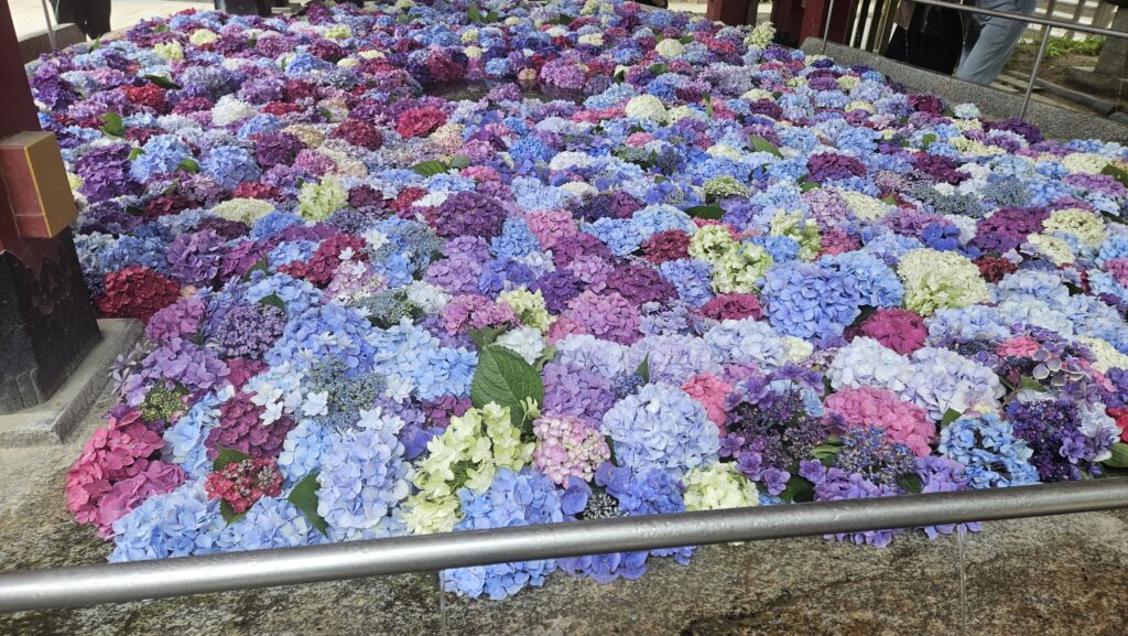 2026年6月18日の太宰府天満宮の花手水の写真。
アップで水に浮いている色とりどりの紫陽花を撮っている