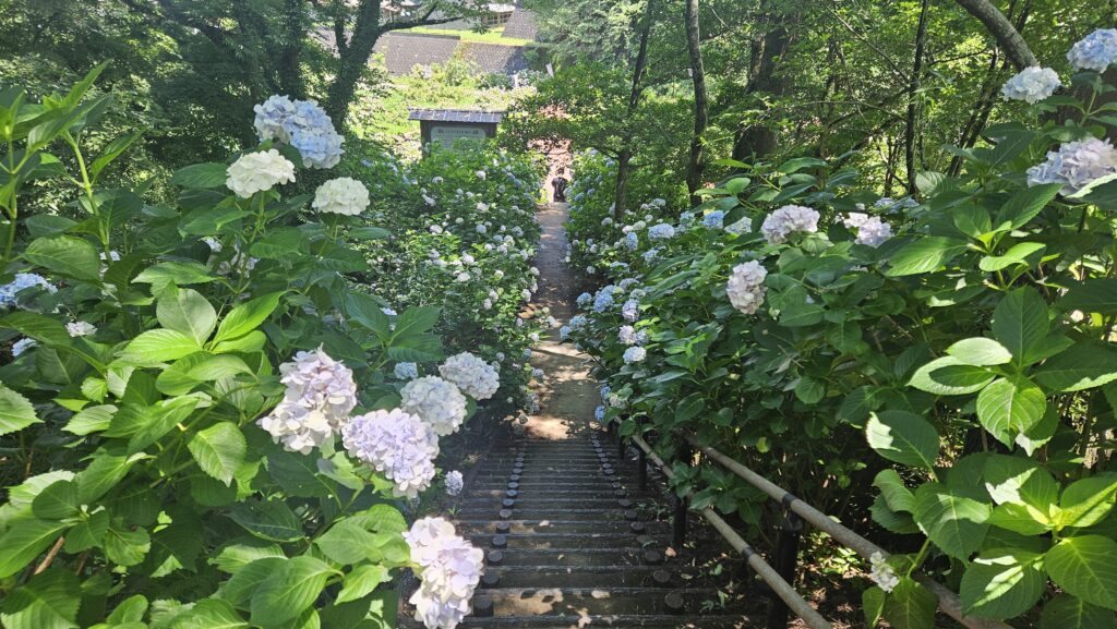 2026年6月28日天拝山歴史自然公園あじさい園のフォトスポット
階段の上から紫陽花園に続く道を撮影