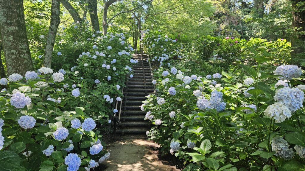 2026年6月28日天拝山歴史自然公園あじさい園のフォトスポット。
階段と青いあじさいのコントラスト