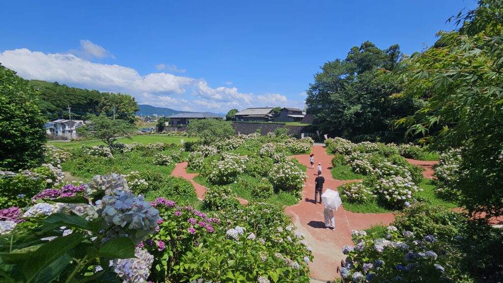 2026年6月28日天拝山歴史自然公園あじさい園の全景
改正で青空が見えるが、あじさいは元気がない