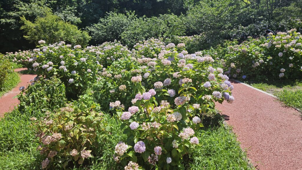 2026年6月28日天拝山歴史自然公園あじさい園のひなたの紫陽花。
しおれたり枯れている様子が目立つ