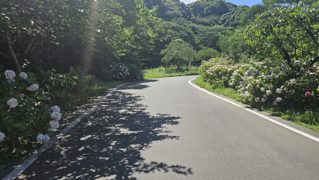 2026年6月28日天拝山歴史自然公園あじさい園へ続く坂道。
傾斜はないが長い