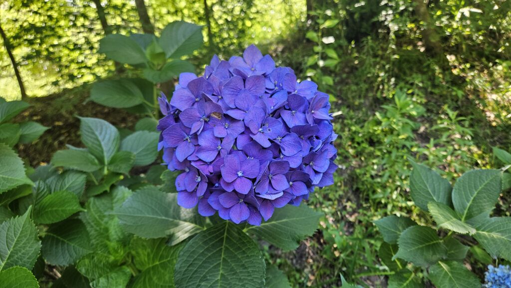 2026年6月28日天拝山歴史自然公園あじさい園の日陰に咲いていた見頃の紫陽花。