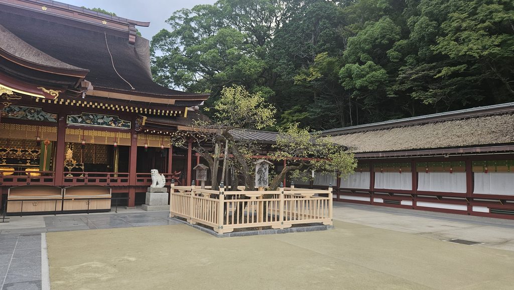 2026年9月21日の太宰府天満宮本殿右の飛梅の写真。青い枝を茂らせている。